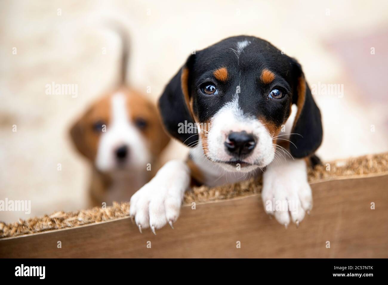 Carino due cuccioli che guardano da dietro un legno tavola Foto Stock