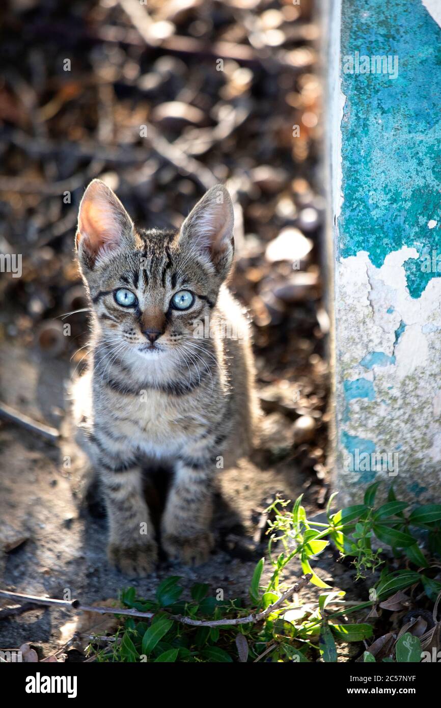 Carino gattino con gli occhi blu nella natura Foto Stock