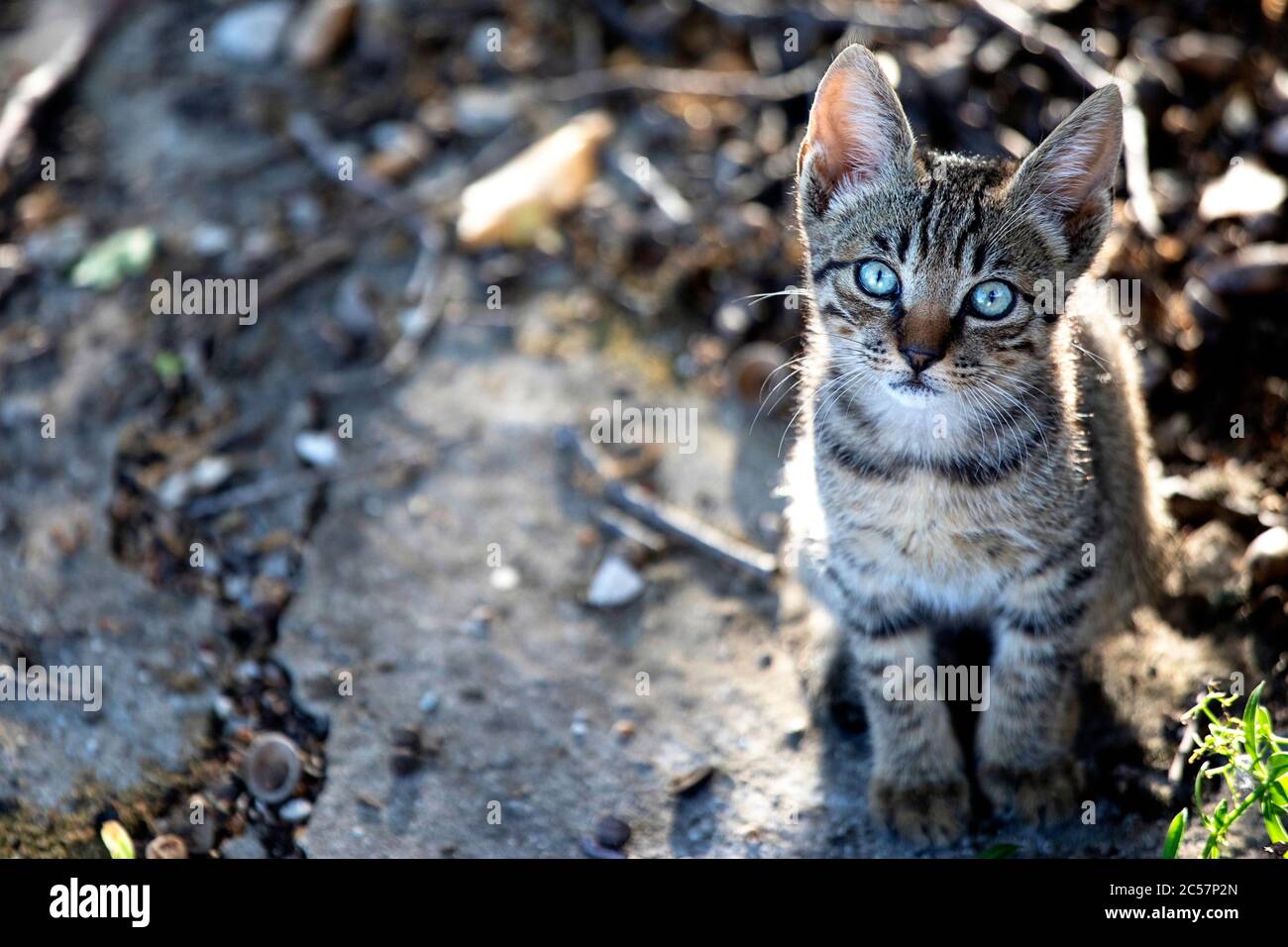 Carino gattino con gli occhi blu nella natura Foto Stock