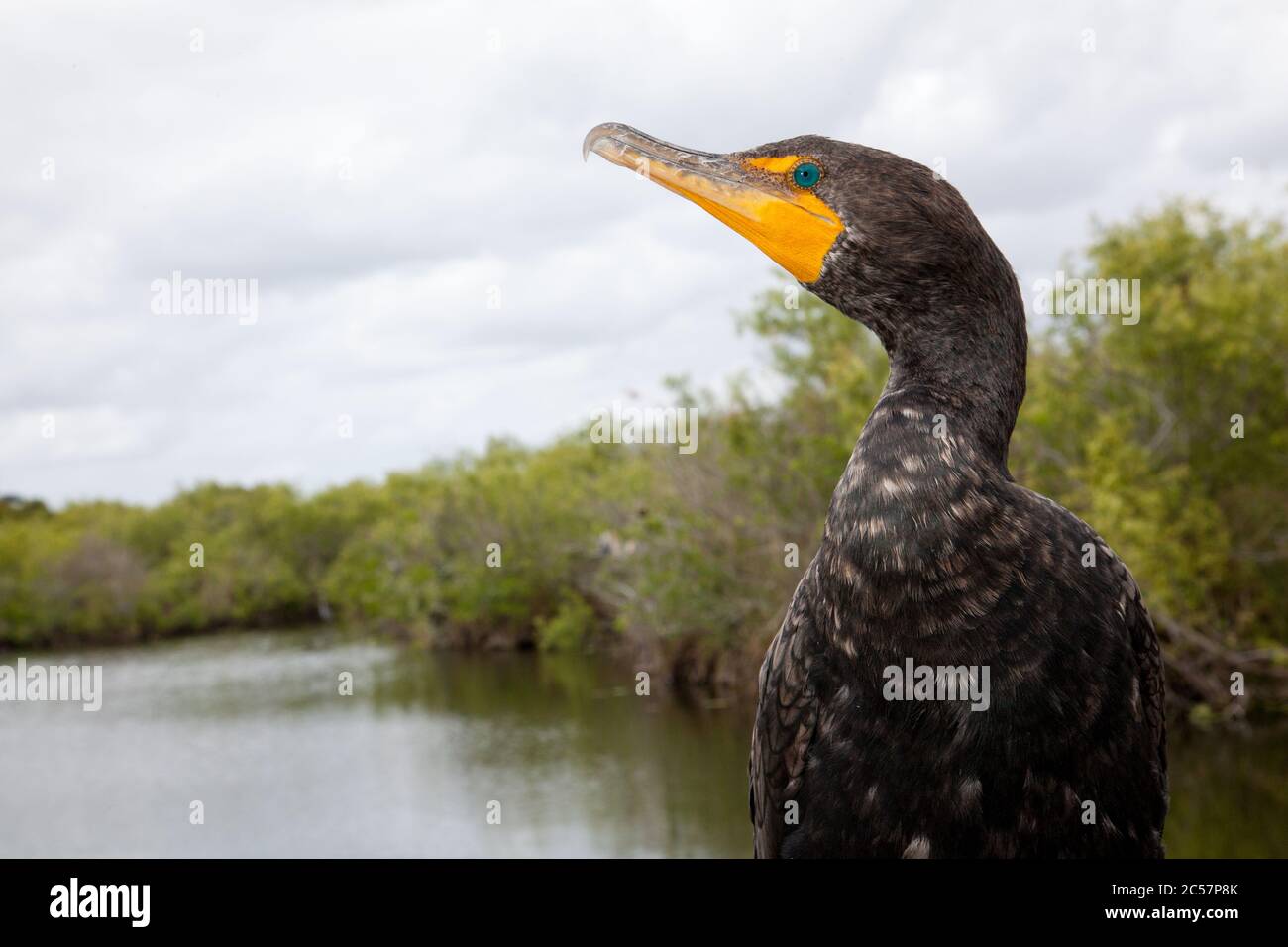 Una vista ravvicinata di un cormorano della Florida nelle everglades della Florida, Stati Uniti Foto Stock