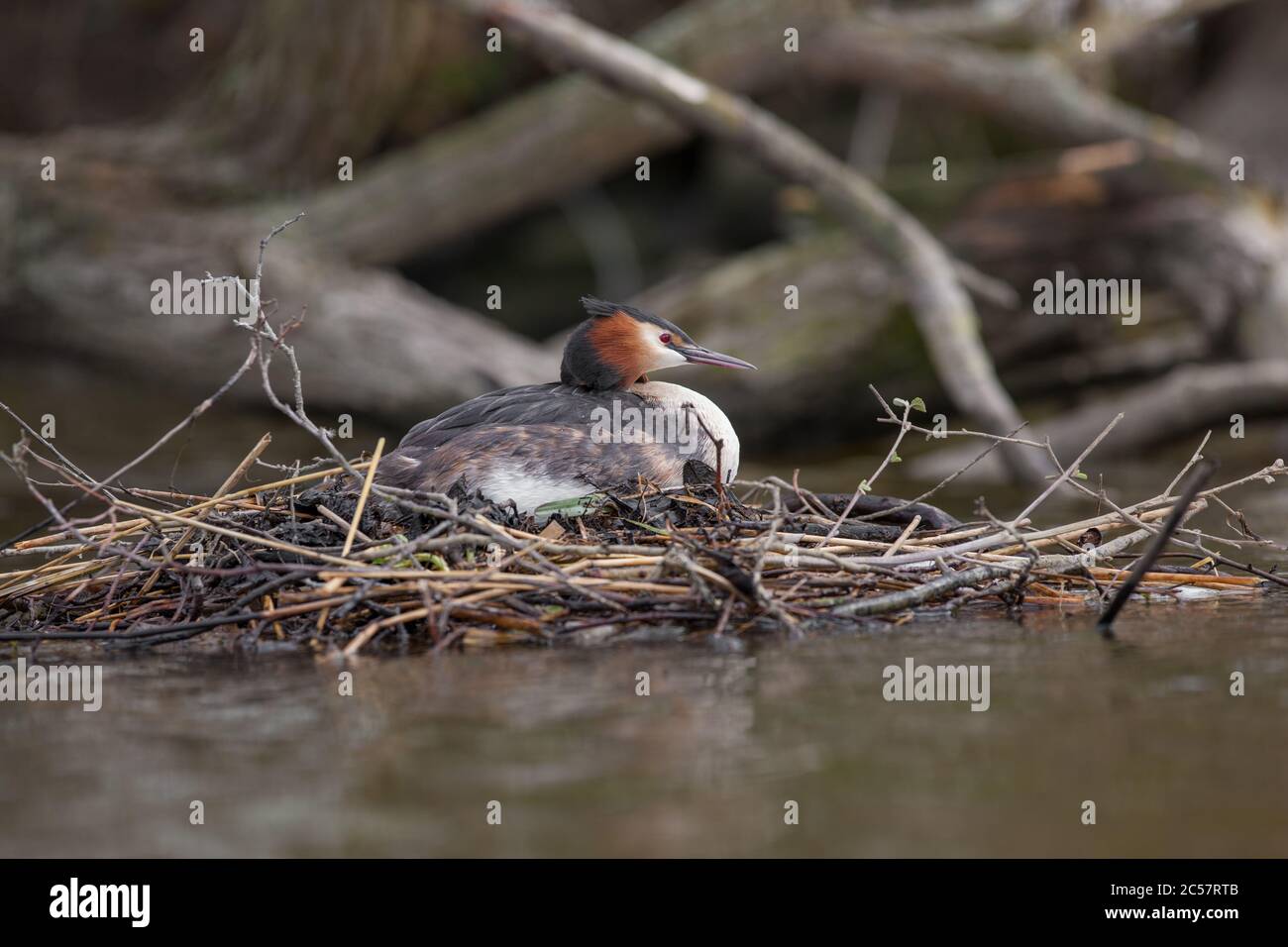 Un grande grebe crestato siede in cima al suo nido nel Norfolk broads, Norfolk, Inghilterra Foto Stock