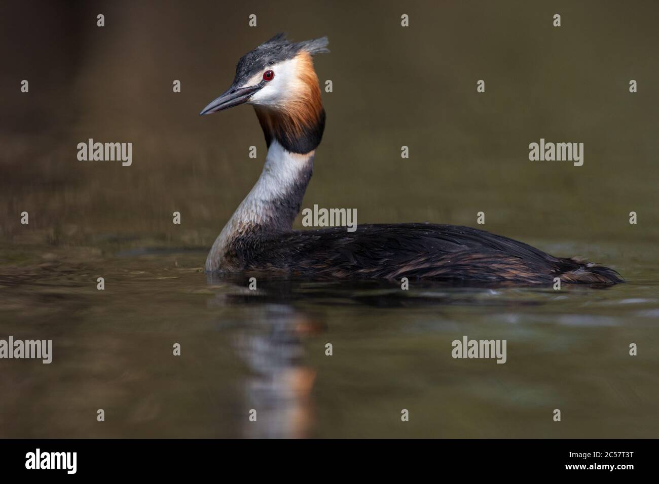 Una grande grebe crestata che nuota sui Norfolk broads, Norfolk, Inghilterra Foto Stock