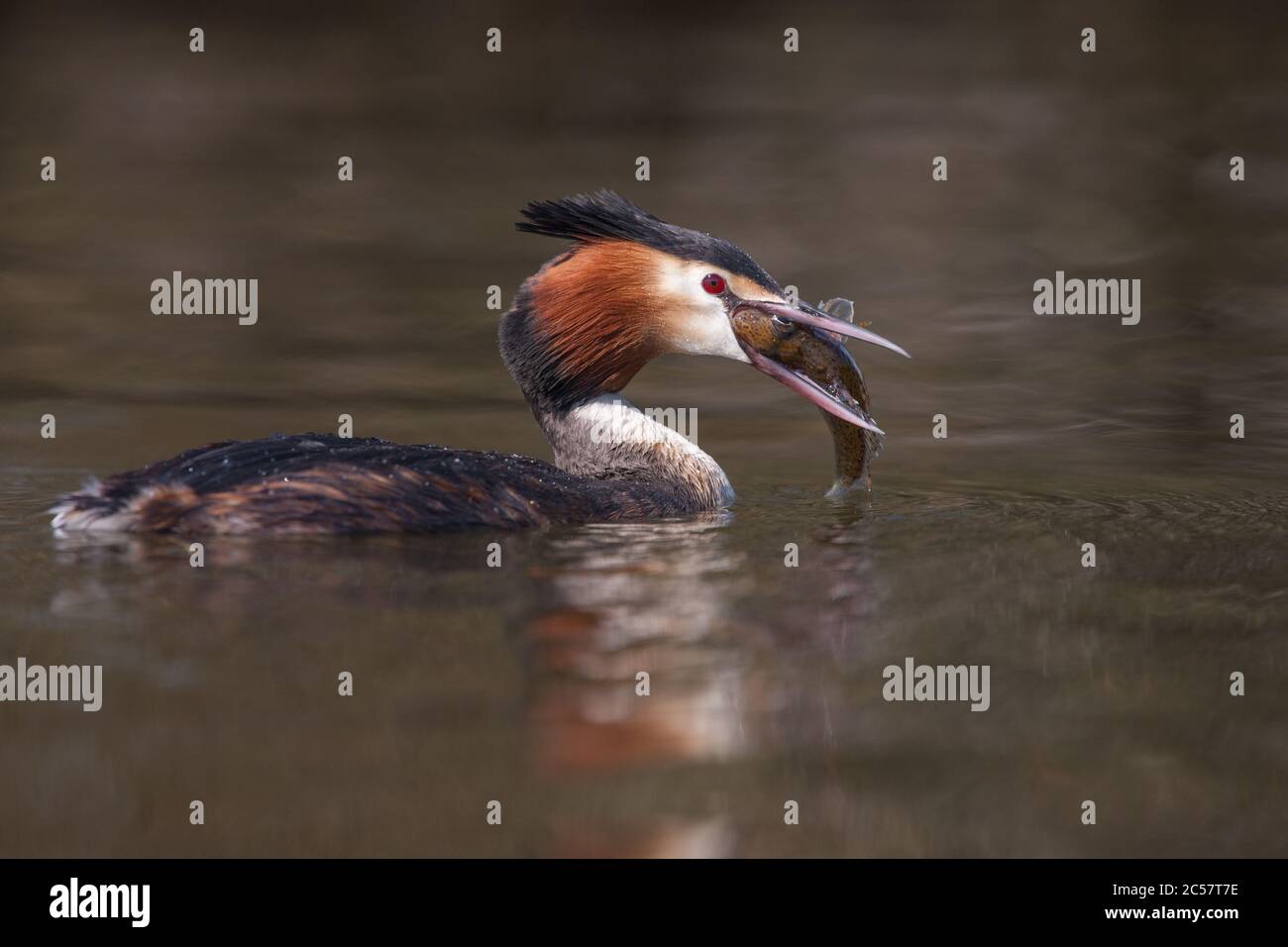 Un grande grebe crestato cattura un pesce sui norfolk broads, norfolk, Inghilterra Foto Stock