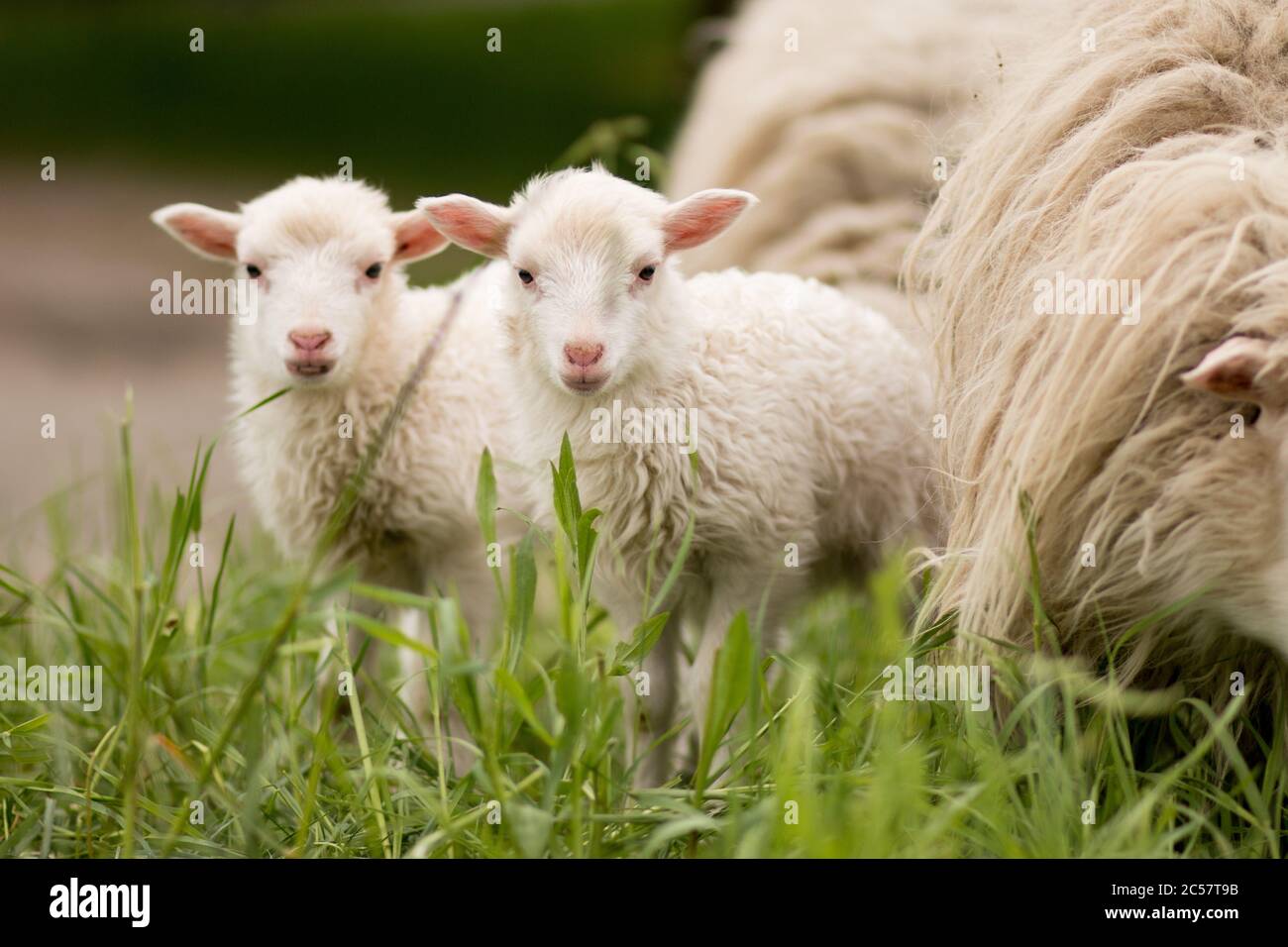 pecore gemelle mammifero animale giovane fattoria lampada rurale Foto Stock