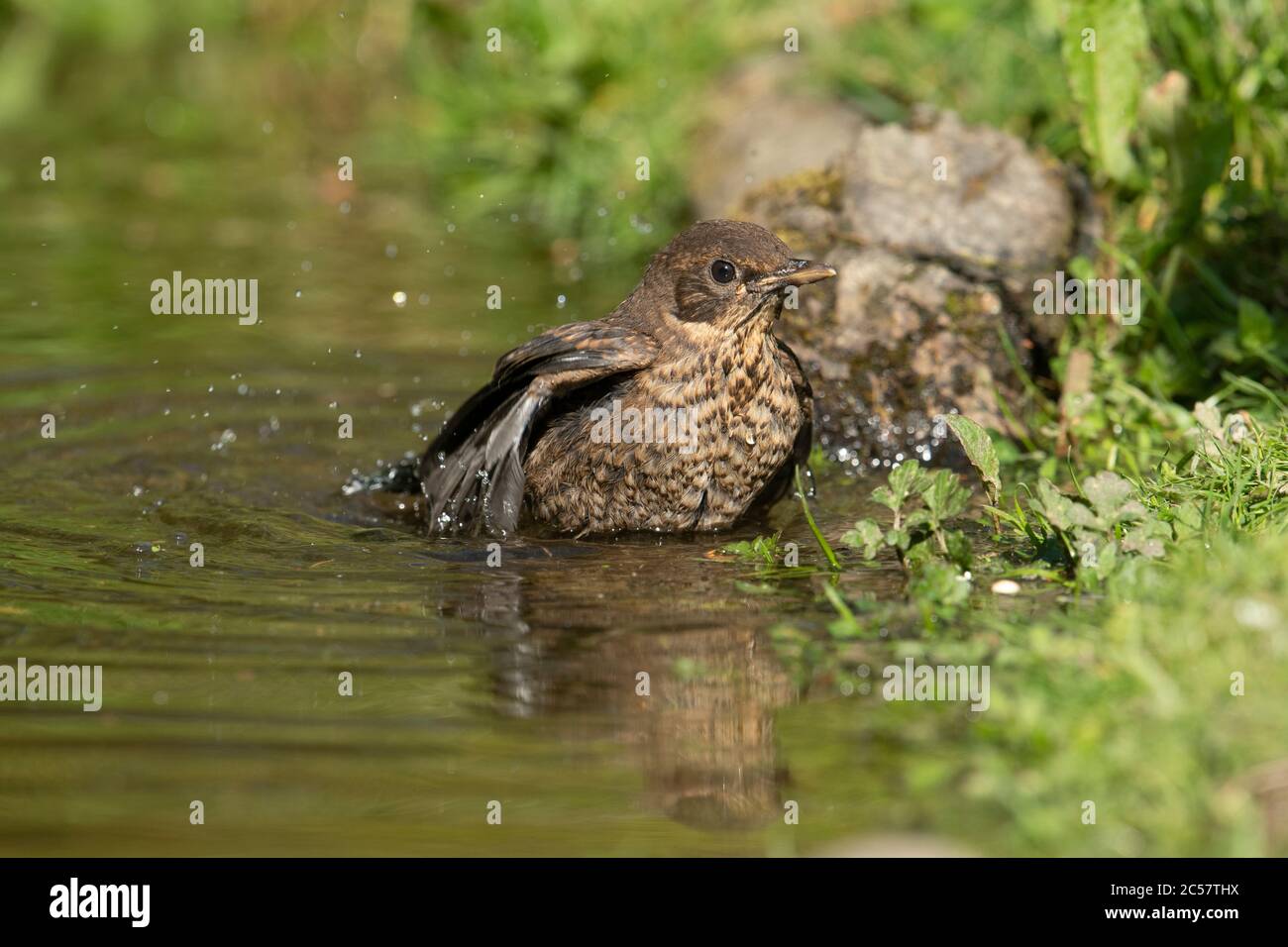 Blackbird (giovanile) che fa il bagno in una piscina, con riflessione Foto Stock