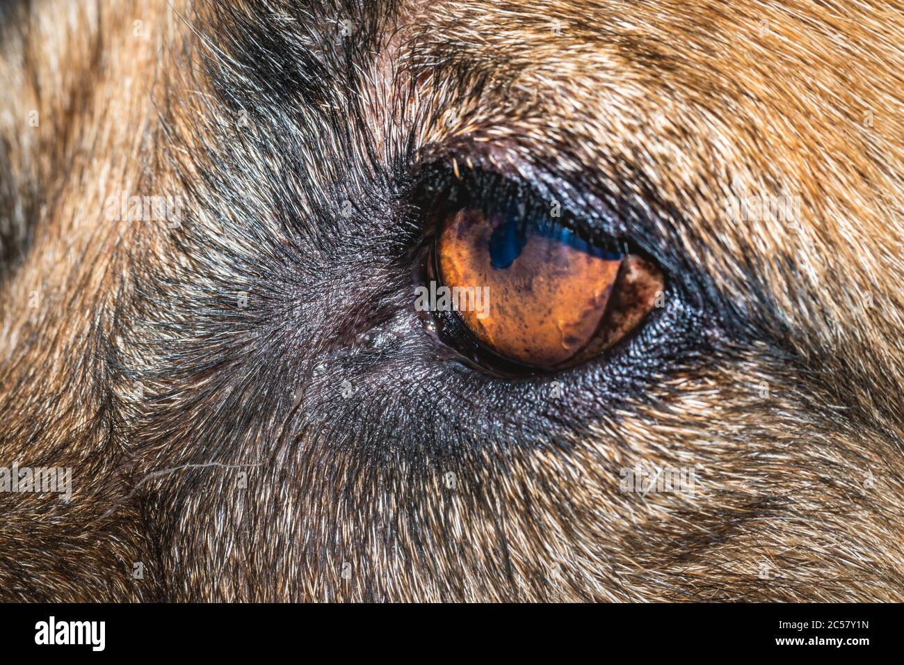 Primo piano di marrone e nero cani pastorelli tedeschi occhio e viso Foto Stock