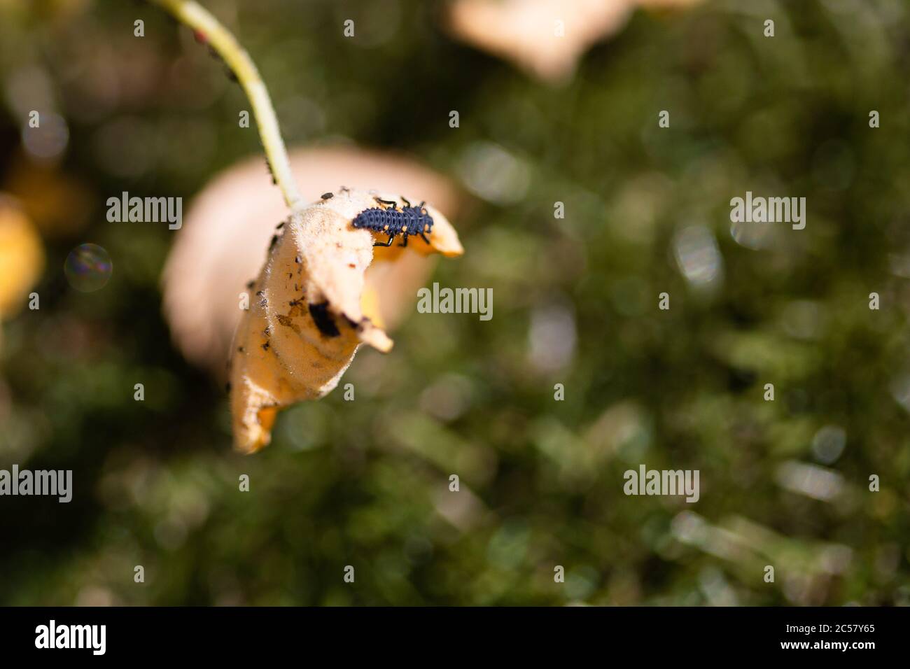 Ladybird, coccinella di coccinella che allontana gli afidi che stanno alimentando la pianta del nasturzio che ha reso la pianta marrone e morta. Foto Stock