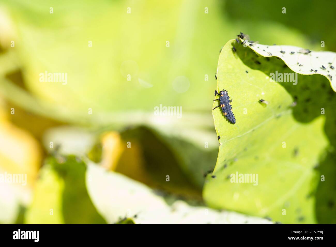 Ladybird caterpillar alla ricerca di afidi sulle foglie di una pianta di nasturzio in un giardino urbano del nord di Londra, Regno Unito Foto Stock