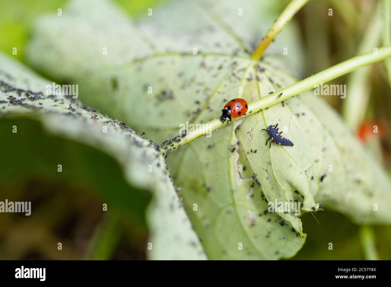 Ladybird e un ladybird caterpillar sul lato inferiore della foglia di nasturzio coperto di afide, giardino urbano, Londra del Nord, Regno Unito Foto Stock