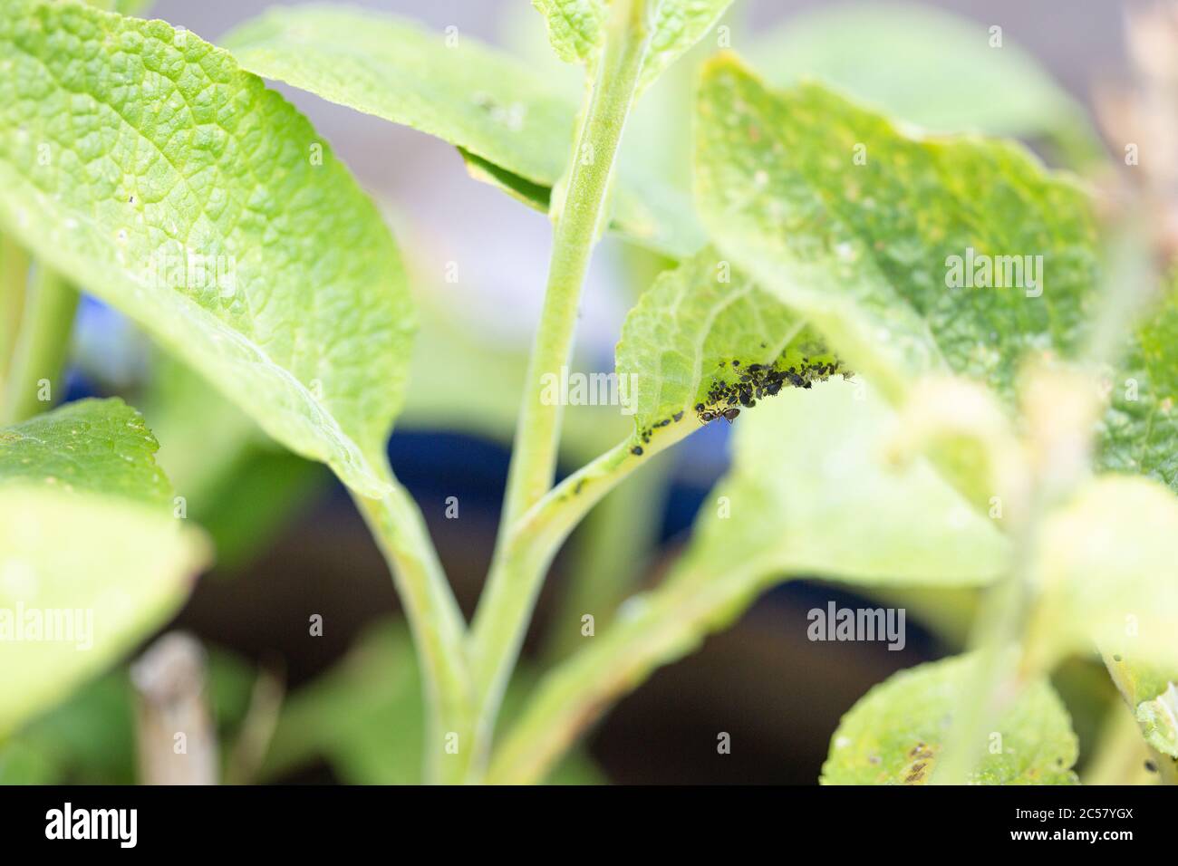 Gli afidi si riuniscono sul fusto di una pianta di guanti di foxglove nel giardino urbano di londra del nord, Regno Unito, con una formica. Foto Stock