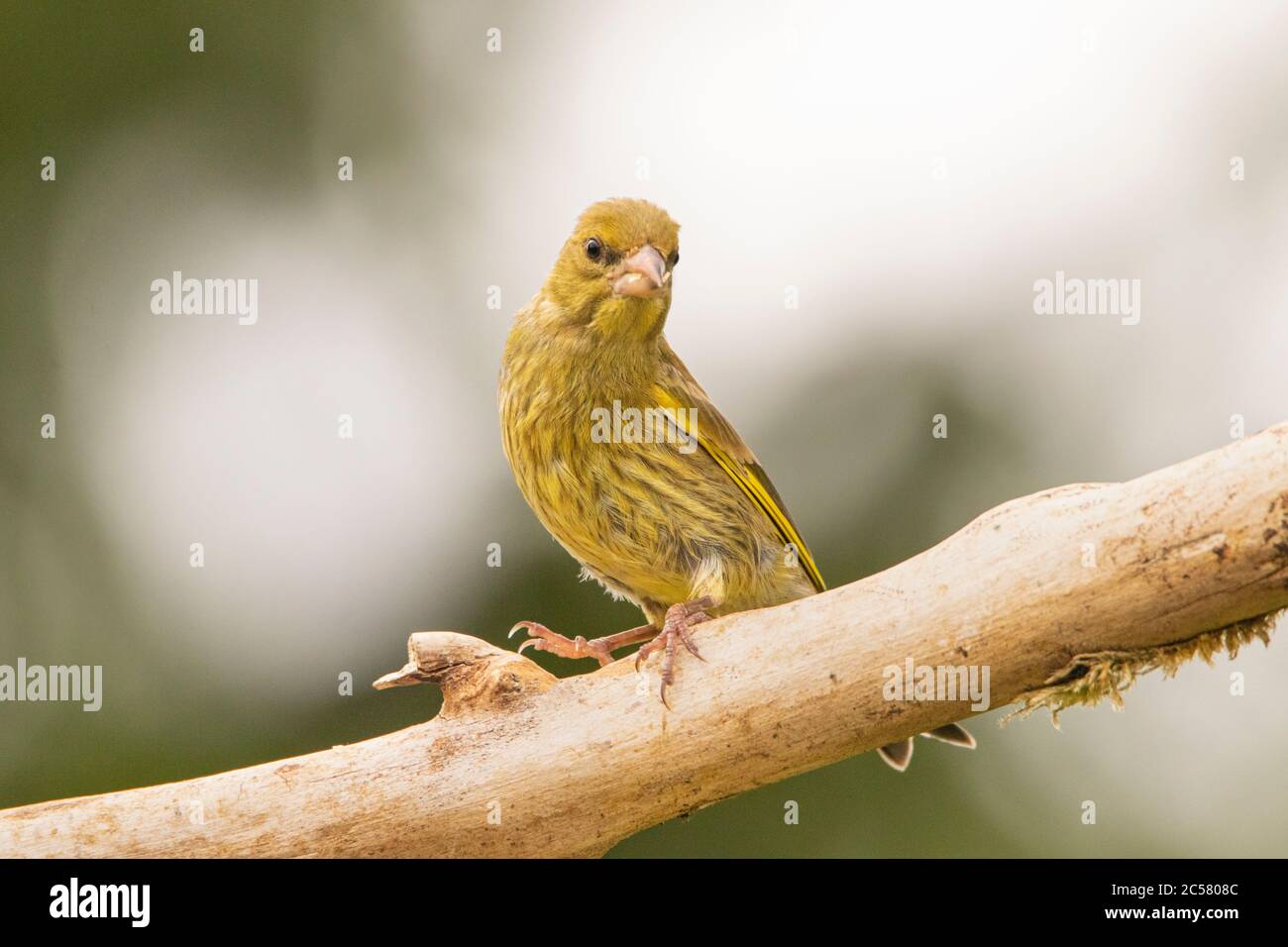 Verdino, Chloris Chloris, piccolo uccello, Giovanile, arroccato su una filiale in un giardino britannico, estate 2020 Foto Stock