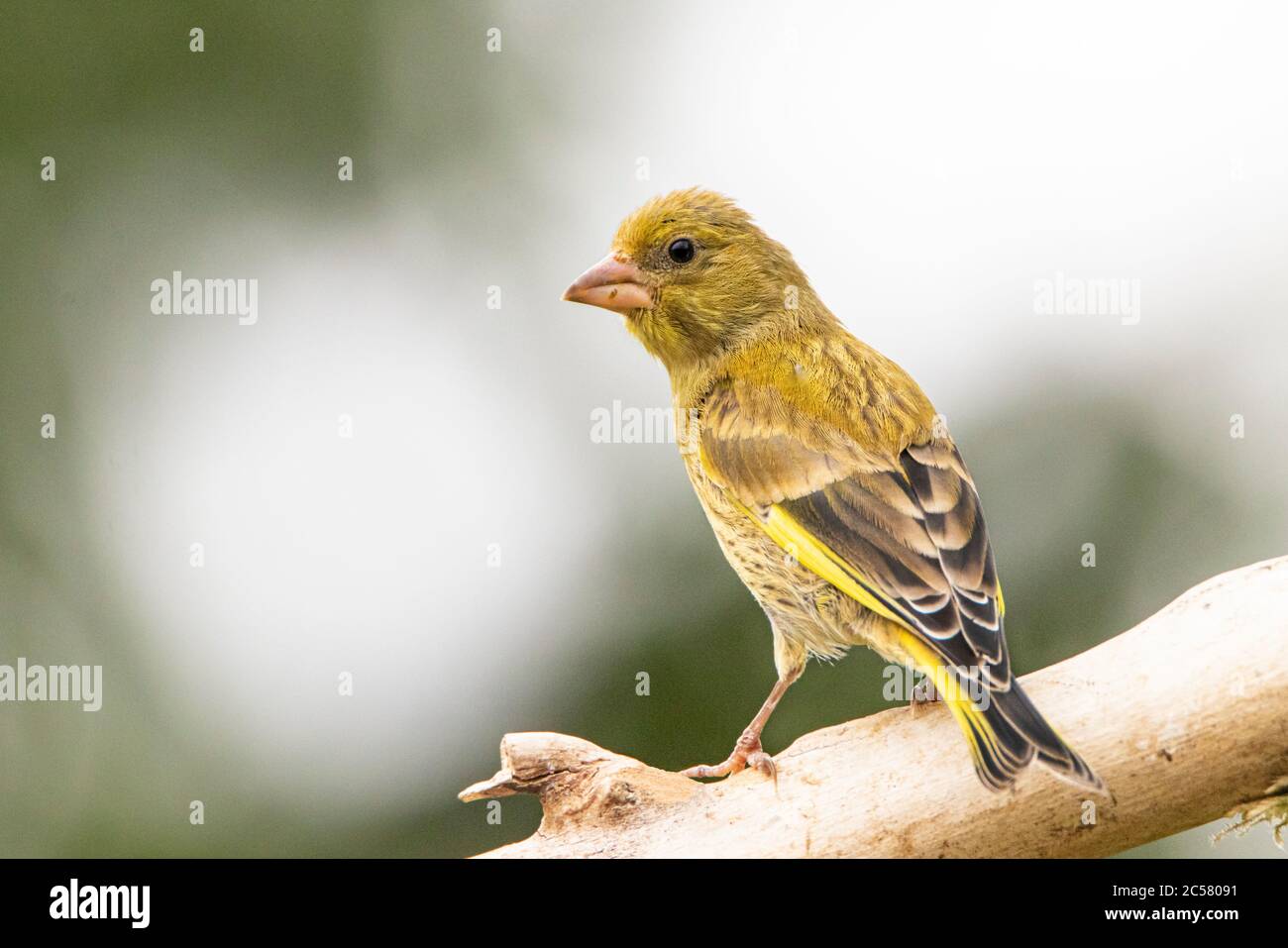 Greenfinch, giovane uccello, Chloris Chloris, arroccato su una filiale in un giardino britannico, estate 2020 Foto Stock