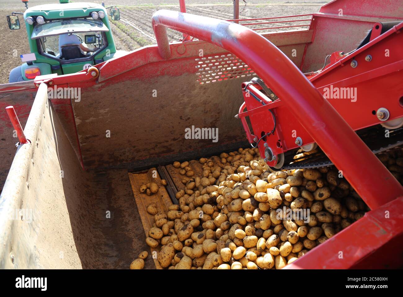 Landwirt Hartmut Magin aus Mutterstadt beim Kartoffeln Roden von Speisefrühkartoffeln in der Pfalz (Mutterstadt, Rheinland-Pfalz) Foto Stock