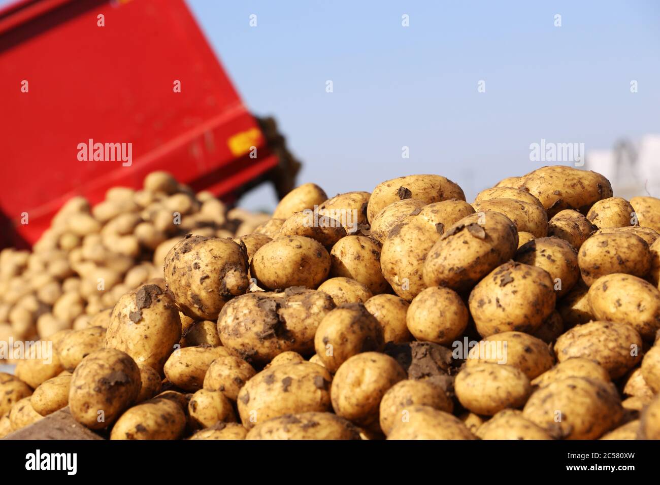 Landwirt Hartmut Magin aus Mutterstadt beim Kartoffeln Roden von Speisefrühkartoffeln in der Pfalz (Mutterstadt, Rheinland-Pfalz) Foto Stock