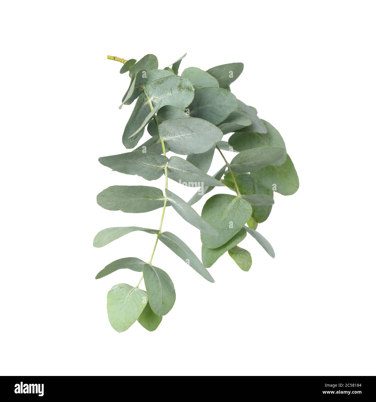 Ramo di pianta di eucalipto isolato su sfondo bianco Foto stock - Alamy