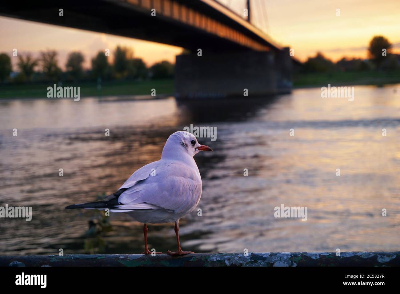 Seagull seduto al sole di Theodor Heuss Bridge sul fiume Reno a Düsseldorf. Foto Stock