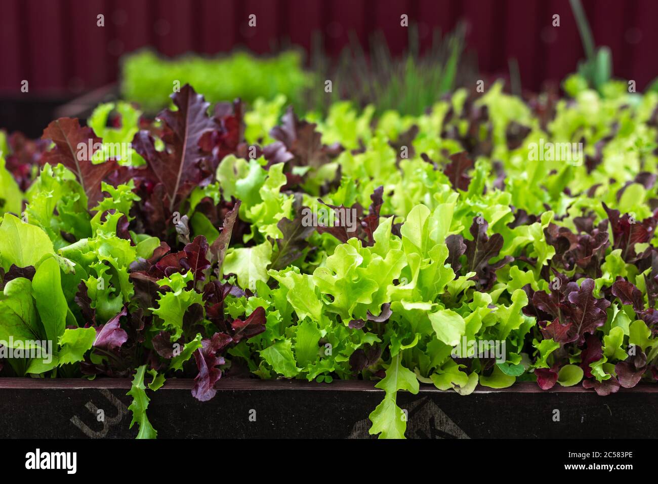 Insalata succosa in giardino Foto Stock