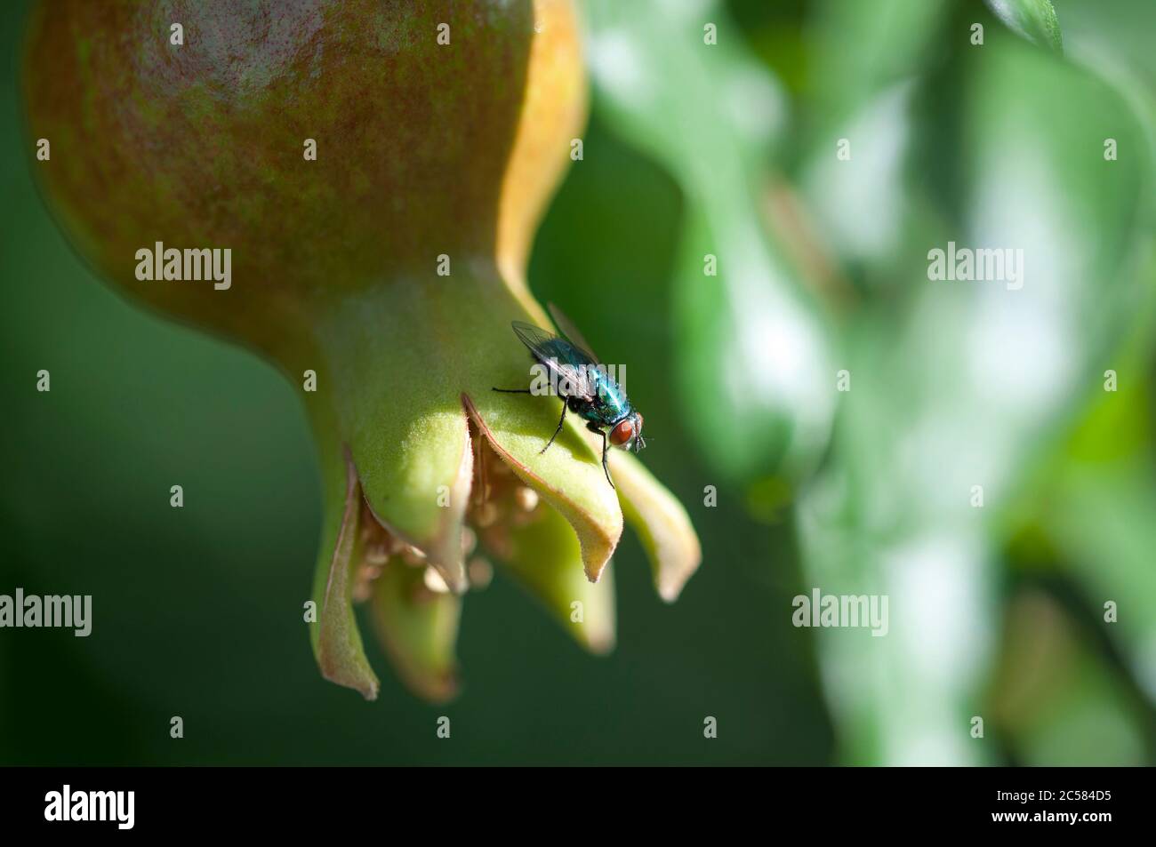 Green fly seduto su una melagrana verde. Una mosca che riposa su un melograno non maturo. Riprese macro di un mosca. Foto Stock