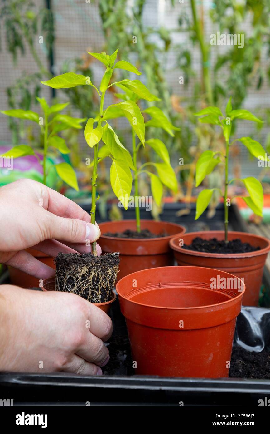 Vasare su piante di Chili in vasi di plastica più grandi Foto stock - Alamy