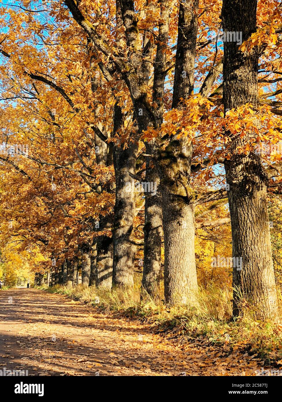 vicolo di quercia nel parco autunnale in una giornata di sole Foto Stock