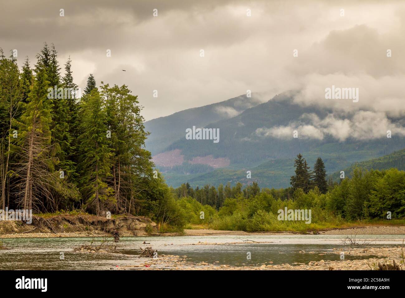 Paesaggio di un fiume, montagna e foresta, con un'aquila nel cielo, durante una giornata estiva nuvolosa, sul fiume Kitimat nella Columbia Britannica. Foto Stock
