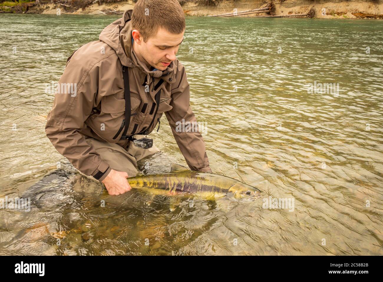 Un pescatore che rilascia un salmone di chum nel fiume Kitimat, mentre guada, nella Columbia Britannica, Canada. Foto Stock