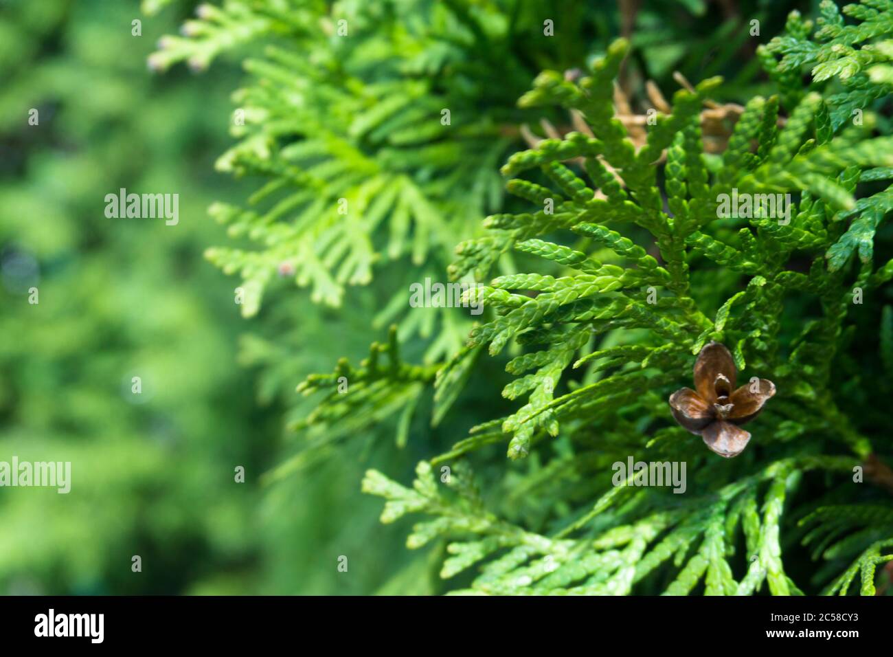 Conifer Thuja Orientalis: Un primo piano dei coni di semi immaturi. Thuja ramo foglie con piccoli coni. Foto Stock