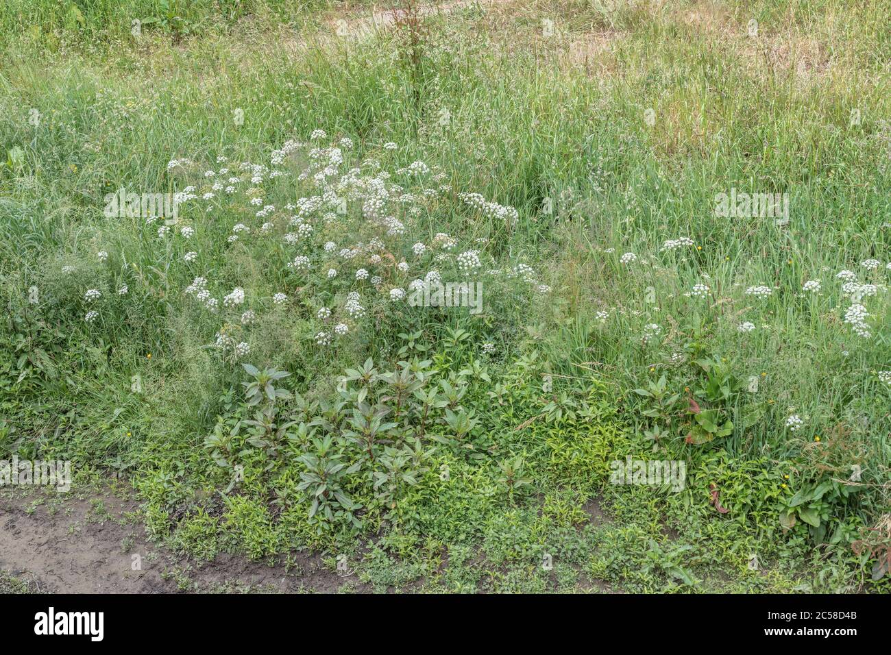 Himalaya Balsam / Impatiens gladulifera, Hemlock acqua-dropwort / Oenantla cocata & peperone / Polygonum hydropiper = Persicaria hydropiper Foto Stock