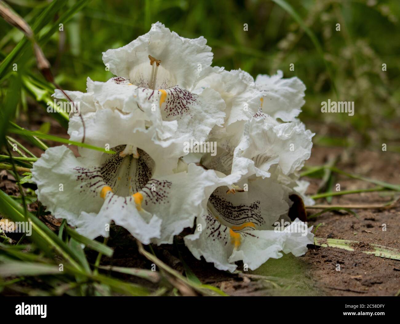 Catalpa Tree Flower Blossoms, Catalpa speciosa, a Speedwell Forge Park, Lancaster, Pennsylvania, durante l'estate Foto Stock