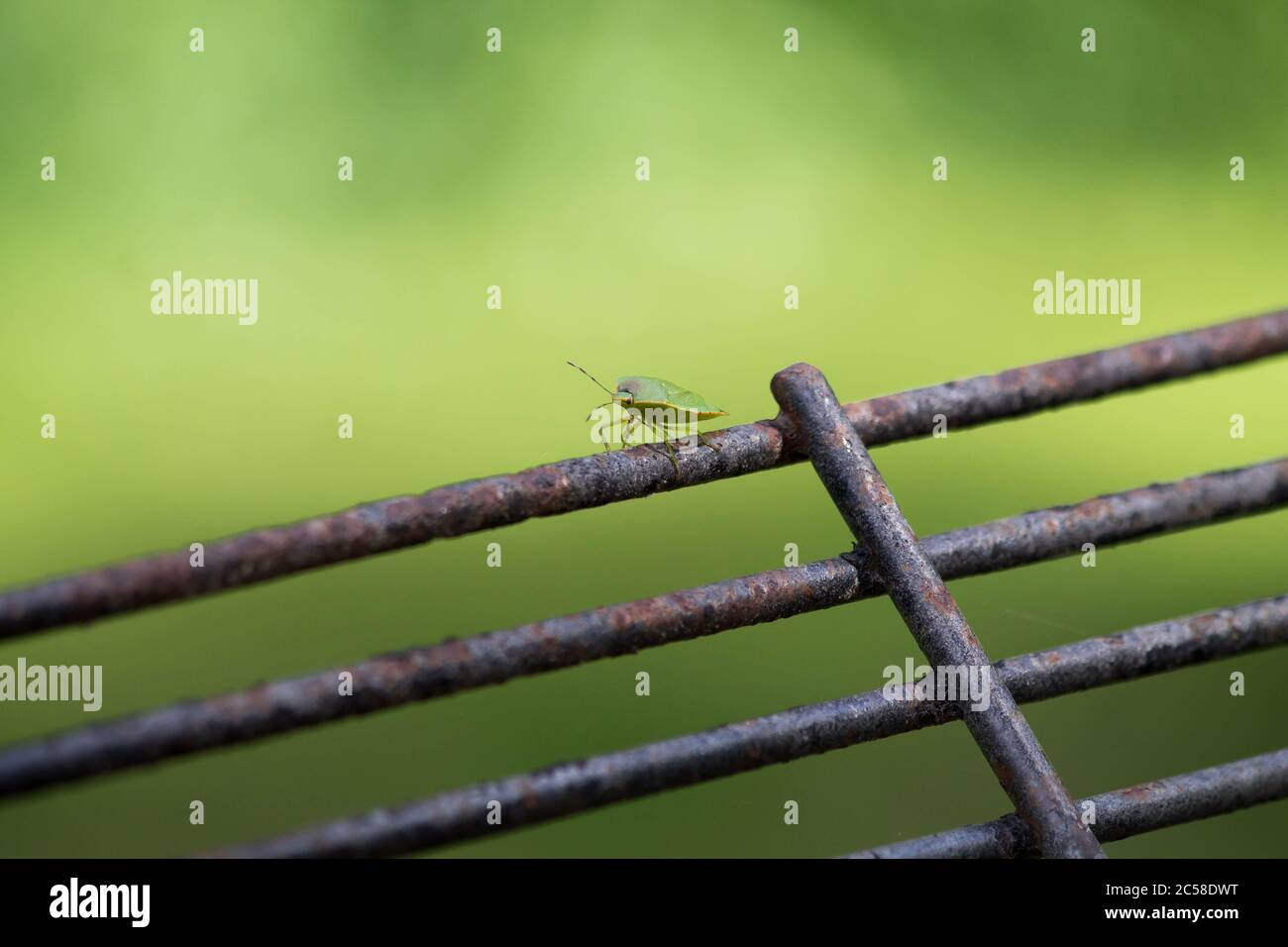 Un primo piano di un piccolo bug verde che si trova su una recinzione di fronte a uno sfondo verde. Foto Stock