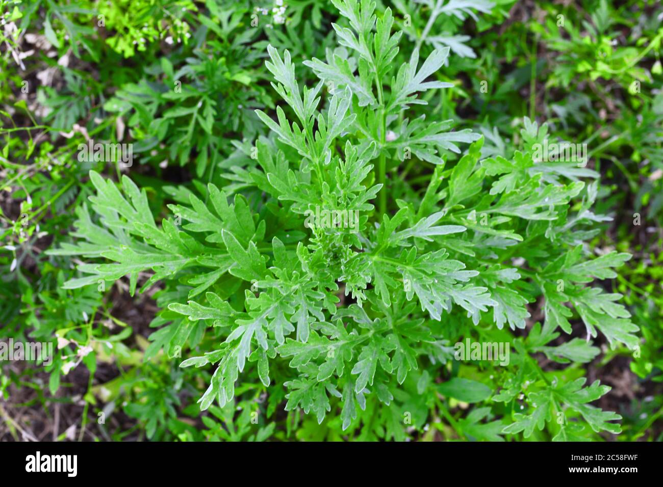 Cespugli ragweed. Arbusti di Ambrosia artemisifolia che causano reazioni allergiche. Giovane cespuglio non hanno ancora fiorito ambrosia. Primo piano. Messa a fuoco selettiva. Foto Stock