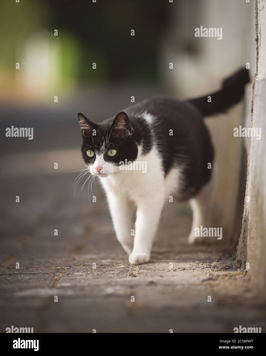 Bianco e nero shorthair gatto sul prowl Foto Stock