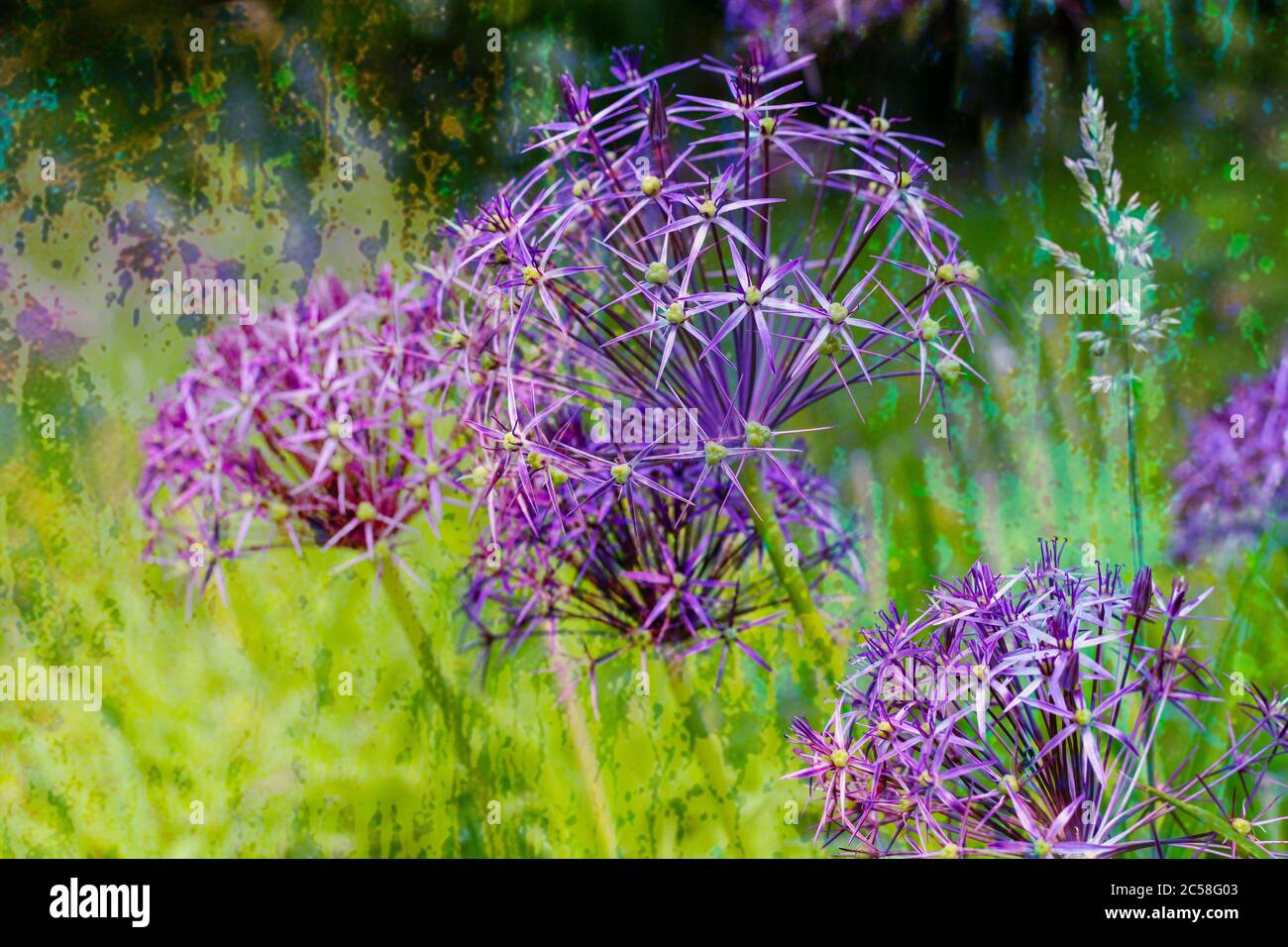 Un gruppo di fiori di Allium in fiore pieno Foto Stock