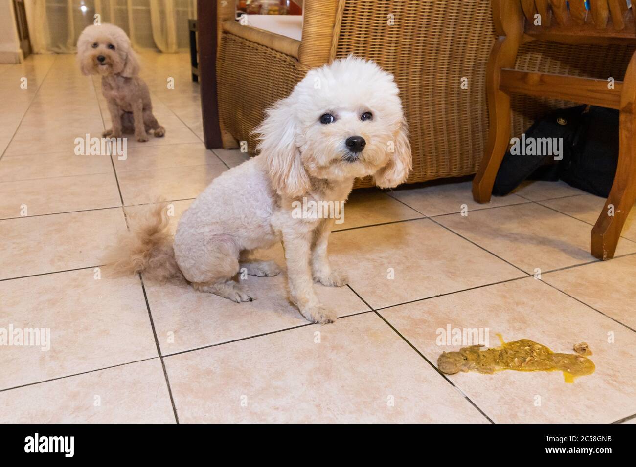 Malato cane puodle malato con vomito sul pavimento a casa Foto Stock