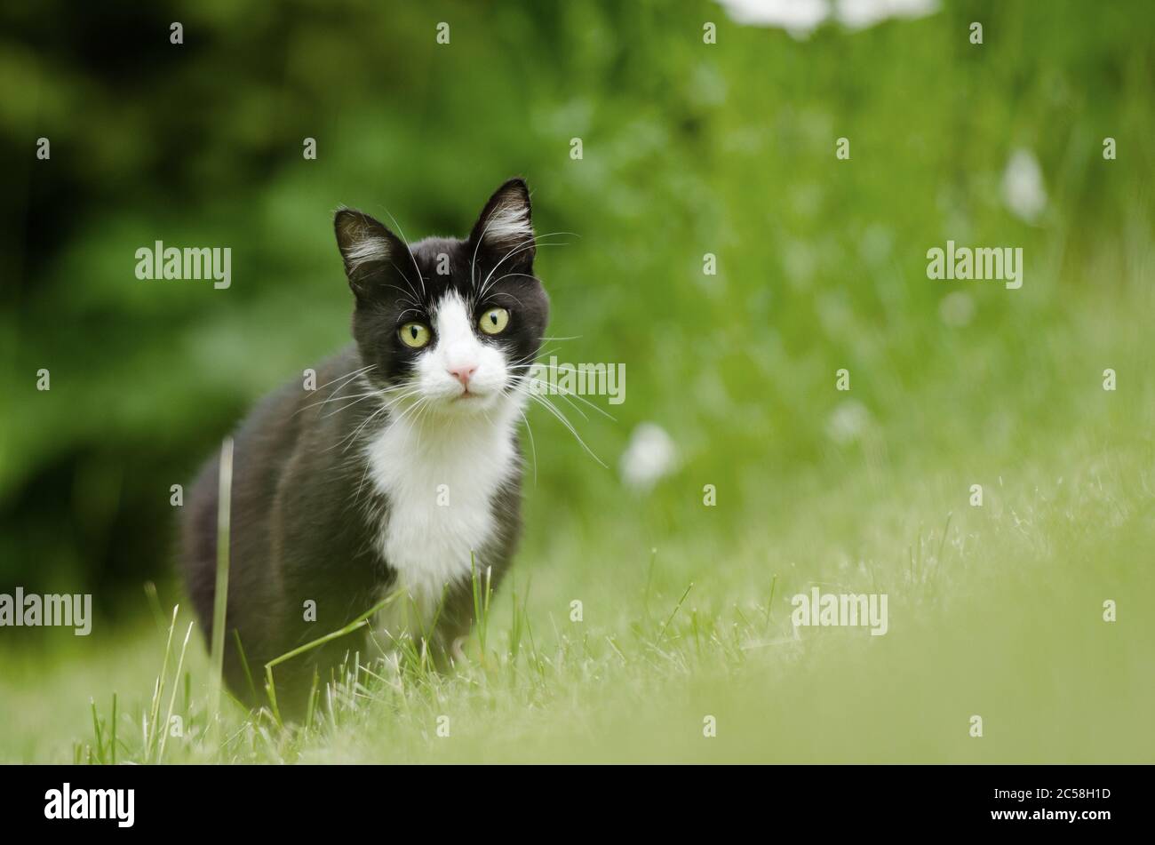 Bianco e nero cat caccia in erba alta zona prato guardando la fotocamera Foto Stock