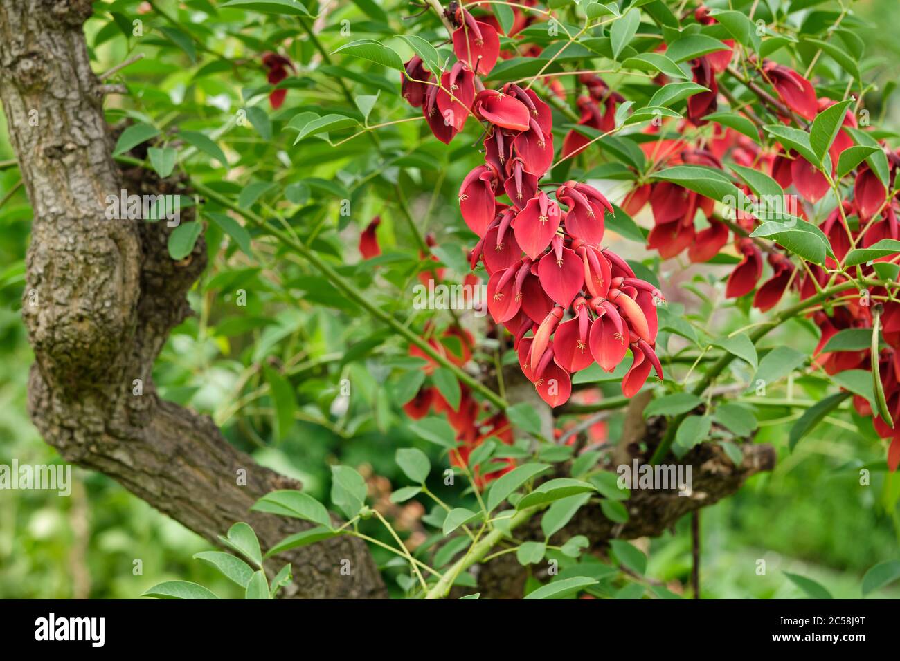 Corallo in fiore - Erythrina crista-galli - albero-bambino-cry Foto Stock