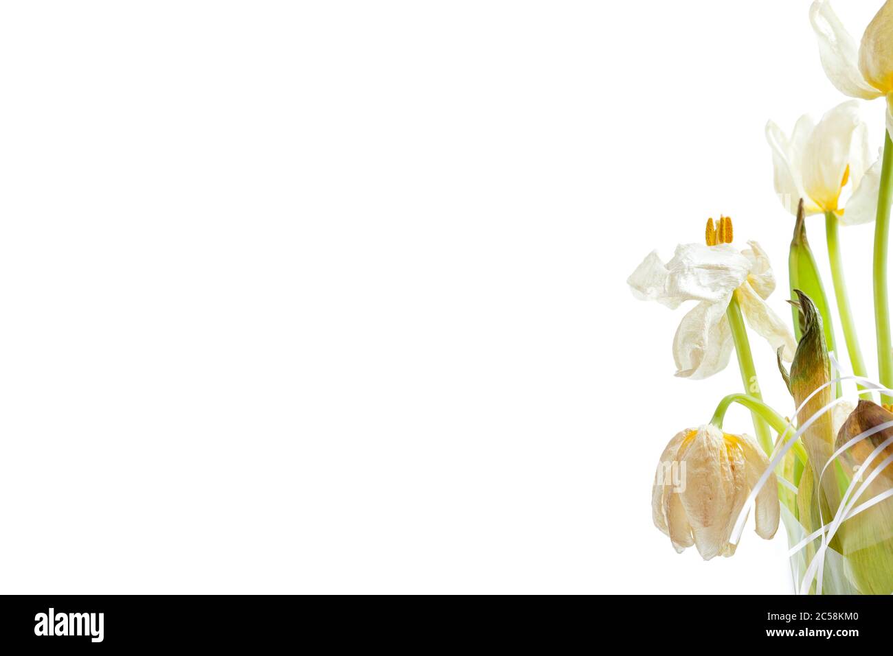 gemme di un tulipano selvatico, un bouquet di fiori secchi viziati si avvicinano su uno sfondo bianco con spazio di copia vuoto. Foto Stock