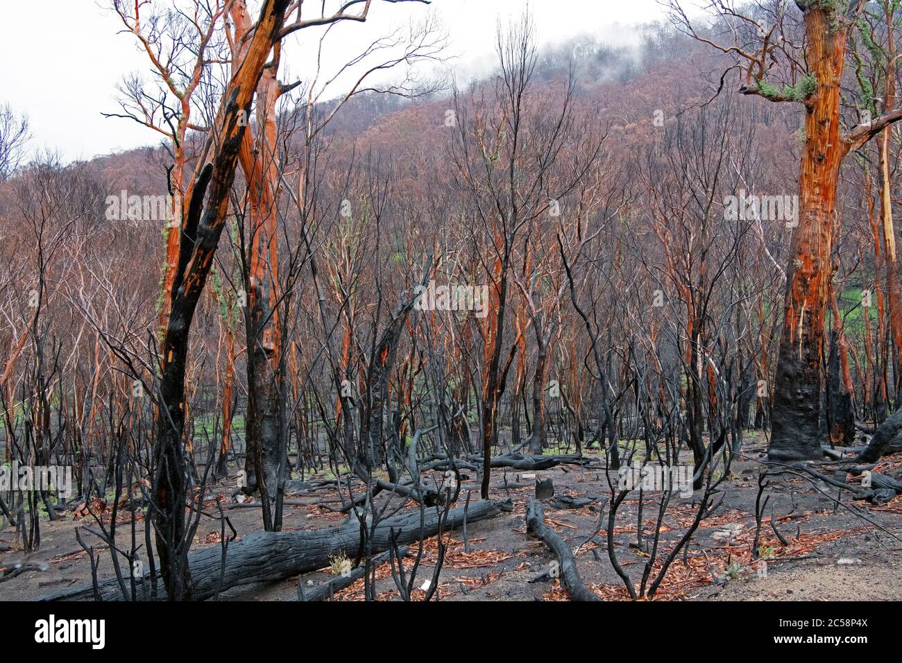 Bush danno al fuoco peggiore nella memoria vivente Snowy Mountains regione NSW Australia Foto Stock