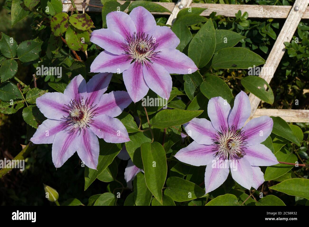 clematis pianta nella famiglia delle coppe, Ranunculaceae.with fiori di malva rosa fiorente Foto Stock