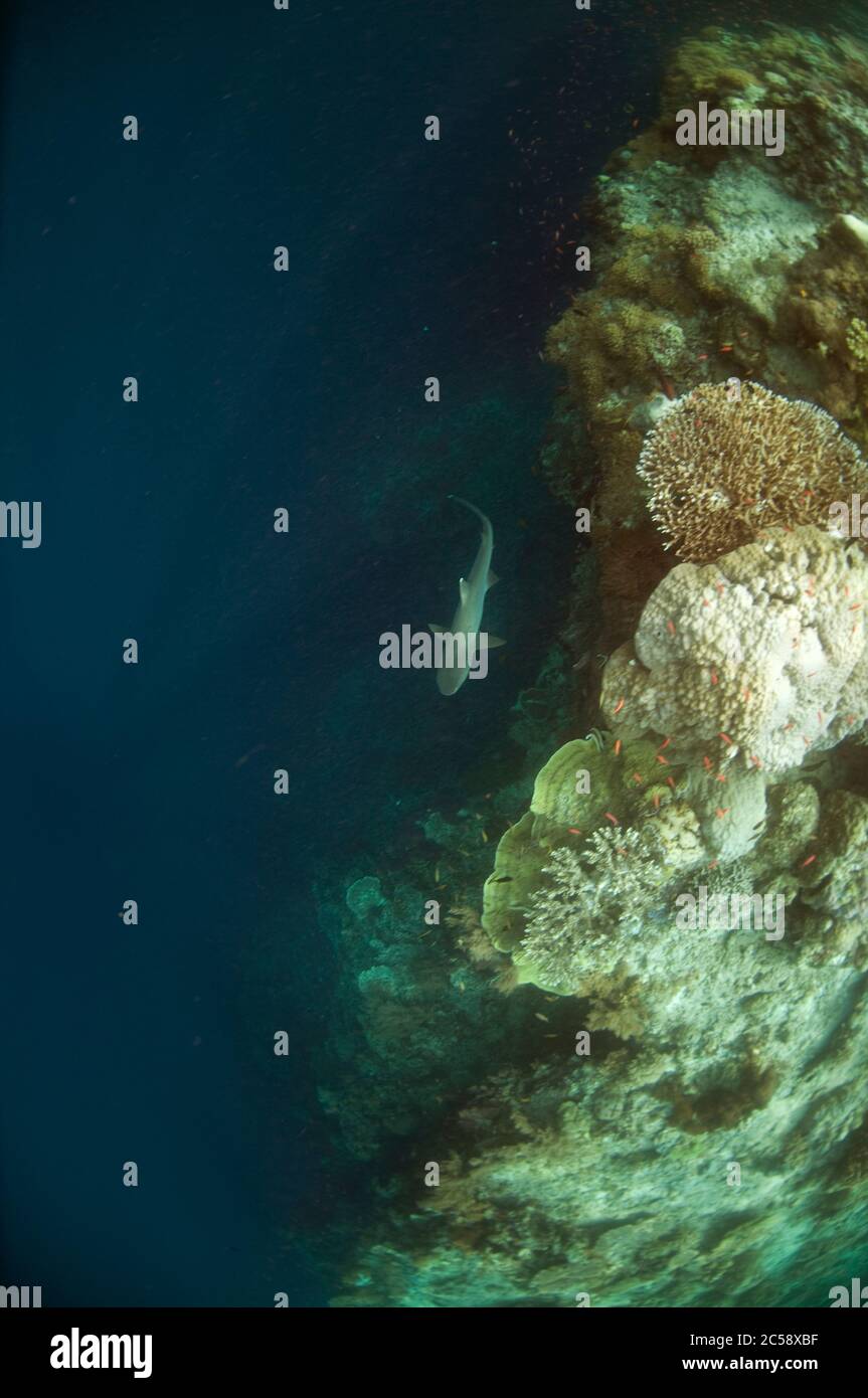 Whitetip Reef Shark, Triaenodon obeso, vicino minacciato, crociera al bordo della barriera corallina con dropoff, Sipadan isola, Sabah, Malesia Foto Stock