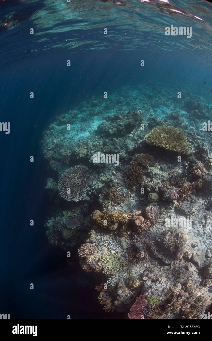 Reef con coralli duri, Scleractinia Order, sul bordo del reef con dropoff, Sipadan Island, Sabah, Malesia, Celebes Sea Foto Stock
