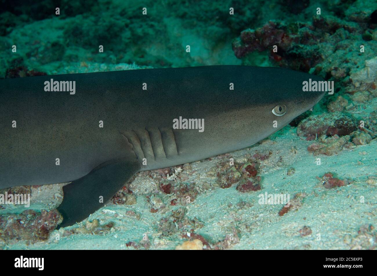 Whitetip Reef Shark, Triaenodon obeso, vicino minacciato, riposante sulla sabbia, Barracuda Point immersione sito, Sipadan isola, Sabah, Malesia, Celebes Mare Foto Stock