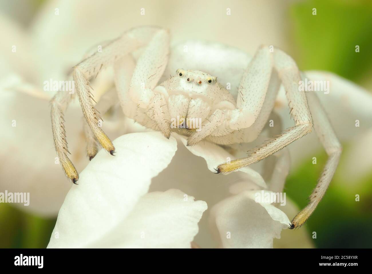 Femmina Misumena vatia ragno granchio in attesa di preda su fiore biancospino. Tipperary, Irlanda Foto Stock