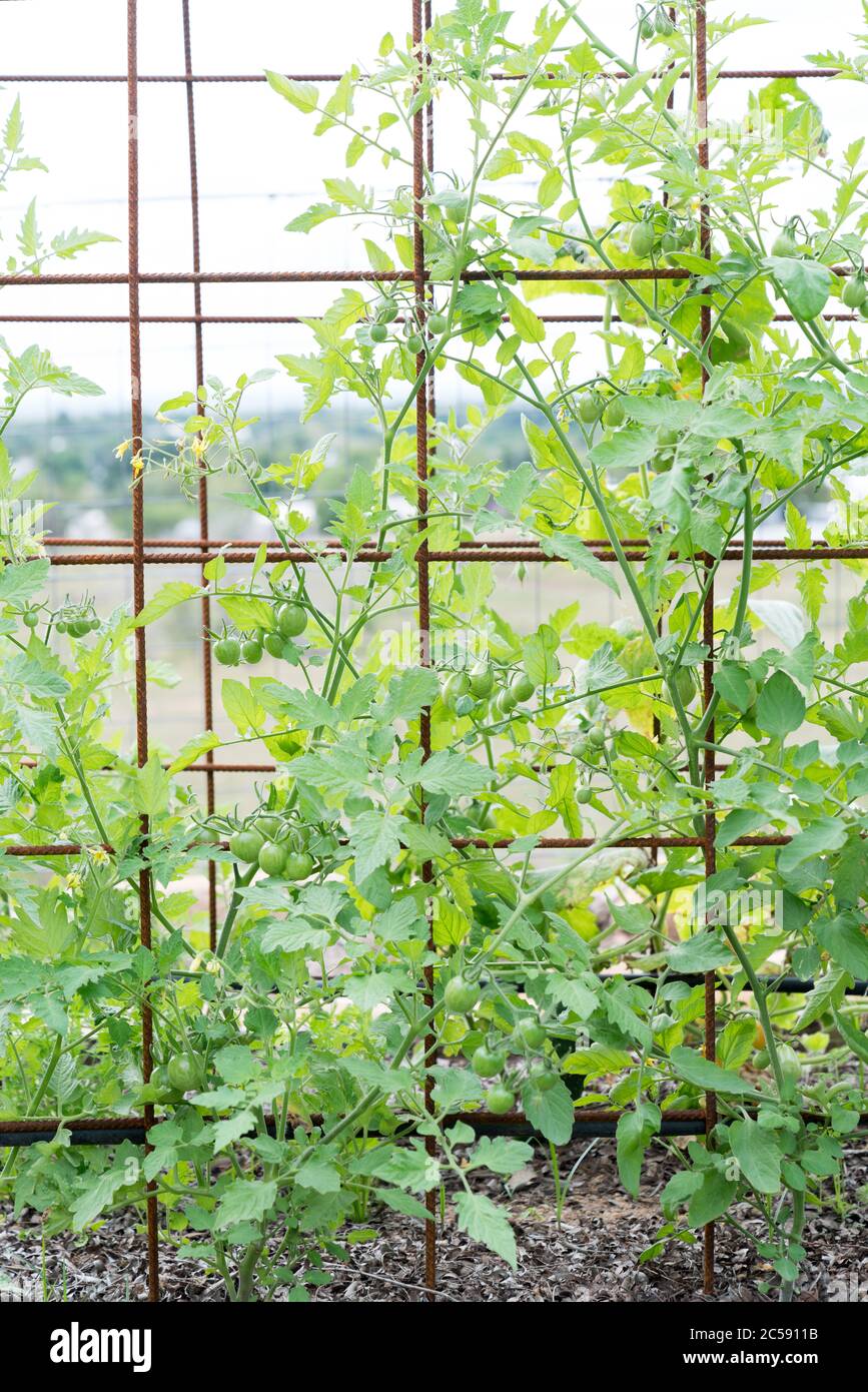 Varietà miste di pomodori piccoli, tra cui uva, ciliegia e roma, che crescono su trellis di maglia in giardino Foto Stock