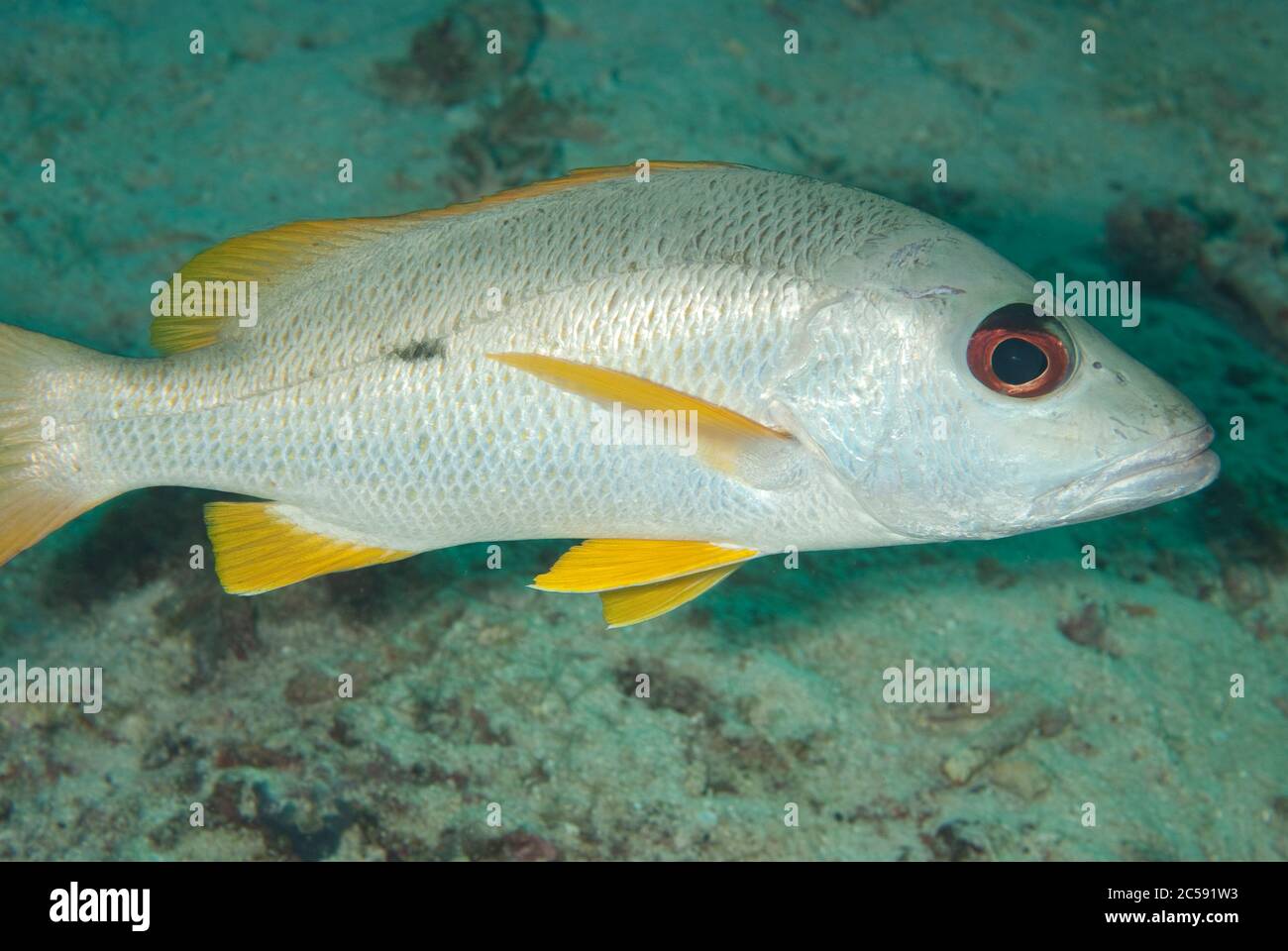 Onespot Snapper, Barracuda Point sito di immersione, isola Sipadan, Sabah, Malesia, Celebes Mare Foto Stock