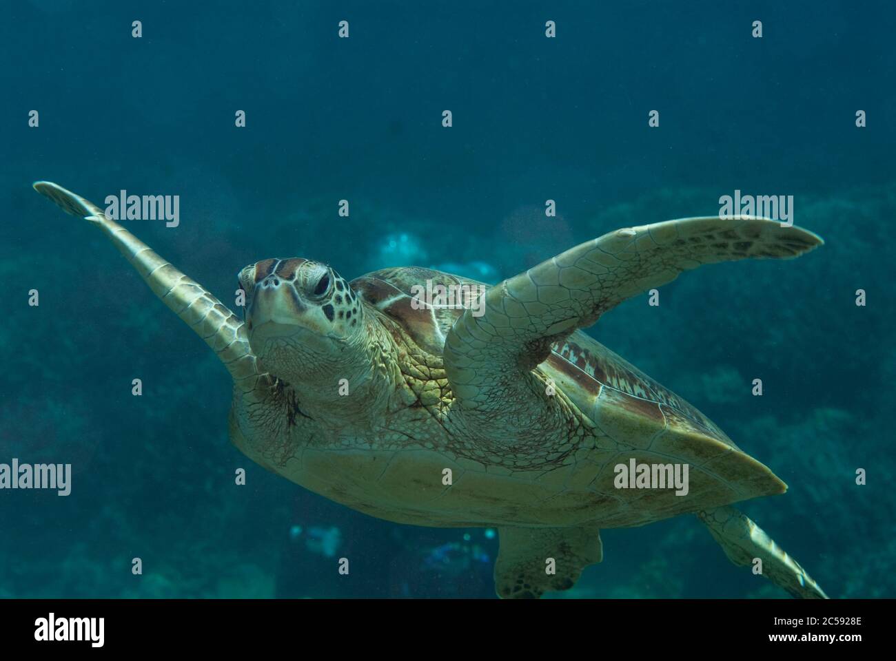 Tartaruga verde, midas di Chelonia, a rischio di estinzione, sito di immersione di South Point, Isola di Sipadan, Sabah, Malesia, Mare delle Celebes Foto Stock