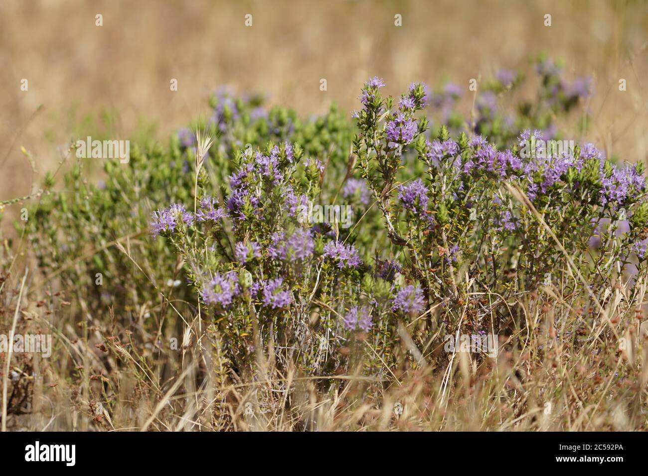 Il timo selvaggio fiorisce nel campo mediterraneo, Spagna. Foto Stock