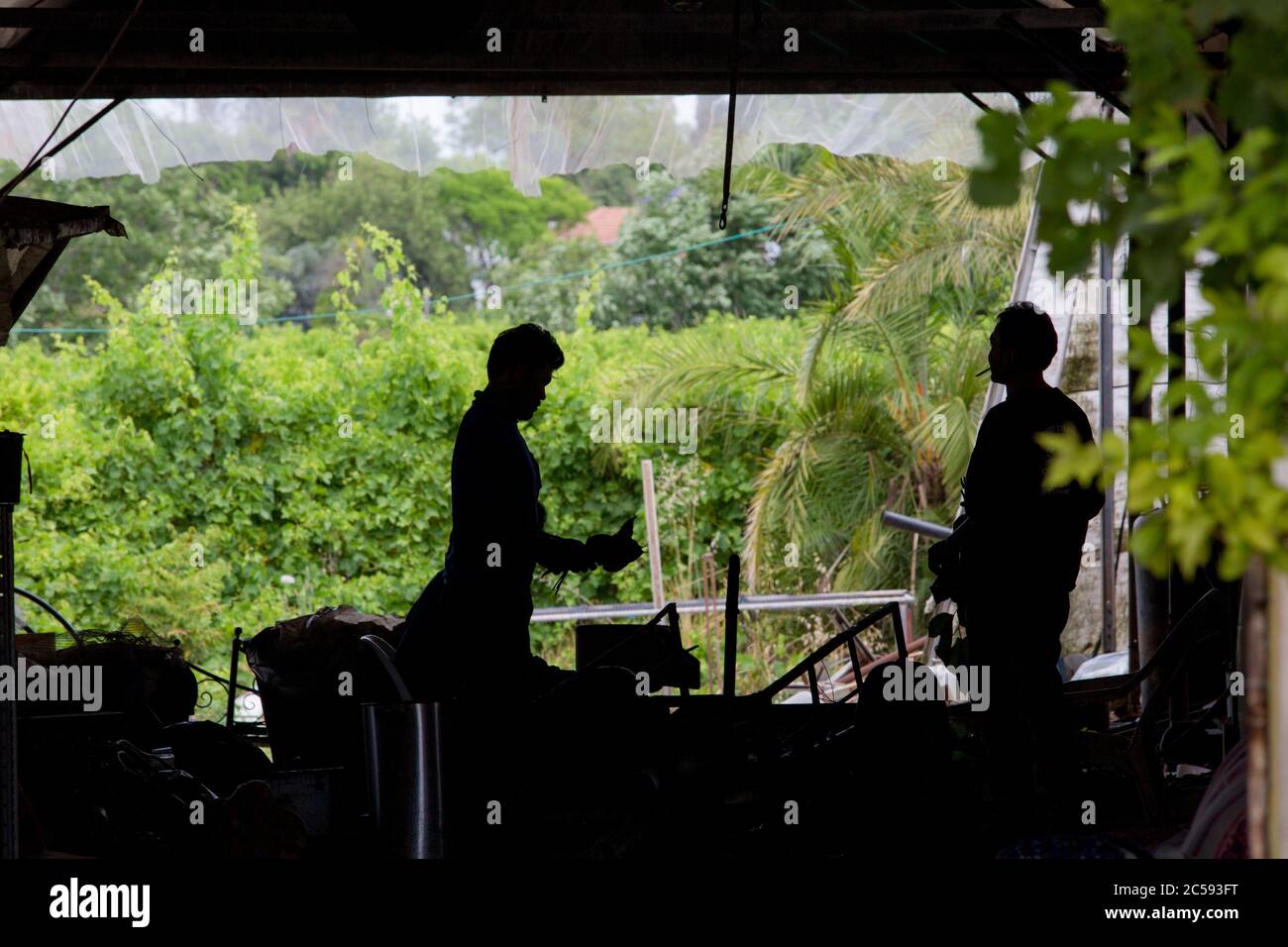 Allevamento di ortaggi fotografato ad Haniel [un moshav in Israele centrale. Situato nella pianura di Sharon vicino a Netanya e Kfar Yona], Israele Foto Stock