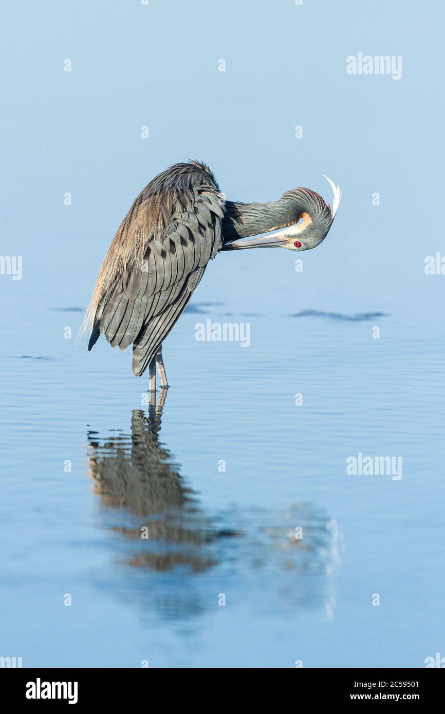 Un Heron tricolore (Egretta tricolore) che si preda nelle acque poco profonde della costa della Florida Foto Stock