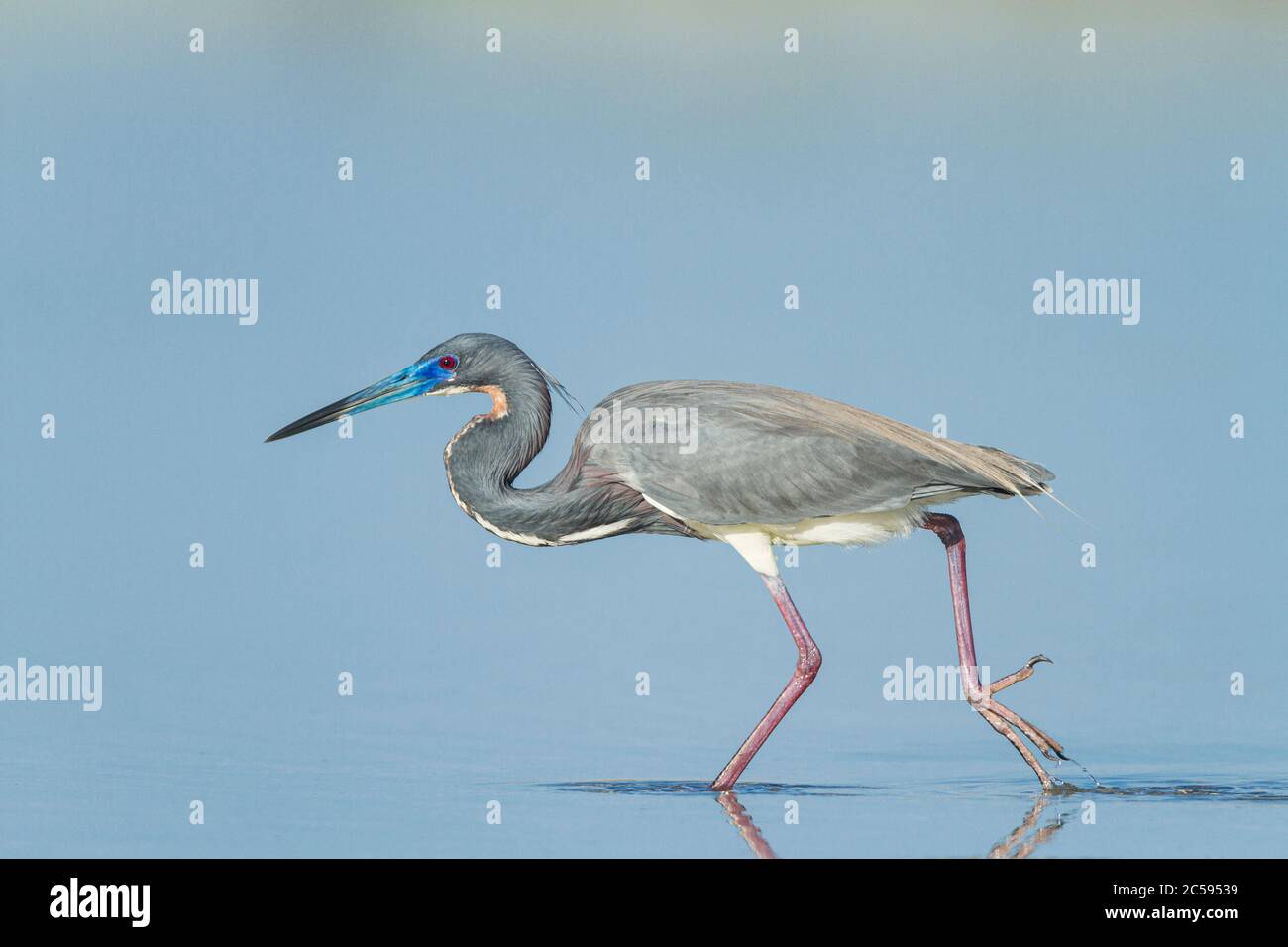 Un Heron tricolore (Egretta tricolore) a caccia in acque poco profonde della costa della Florida Foto Stock